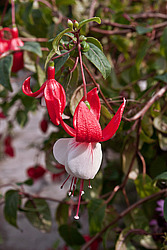 ������ (Fuchsia sp.)