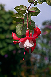 ������ (Fuchsia sp.)