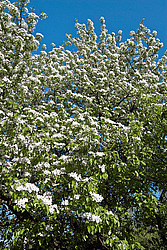 ����� ������������ (Pyrus communis)