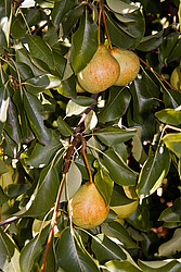 ����� ������������ (Pyrus communis)