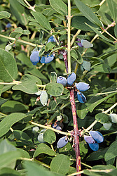 ��������� ��������� (Lonicera caerulea var. edulis)
