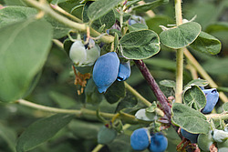 ��������� ��������� (Lonicera caerulea var. edulis)