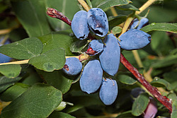 ��������� ��������� (Lonicera caerulea var. edulis)
