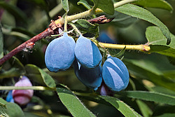 ��������� ��������� (Lonicera caerulea var. edulis)