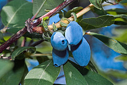 ��������� ��������� (Lonicera caerulea var. edulis)