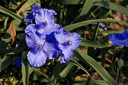 ������������ ���������� (Tradescantia virginiana)