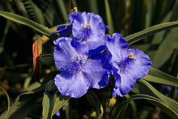 ������������ ���������� (Tradescantia virginiana)