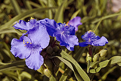 ������������ ���������� (Tradescantia virginiana)