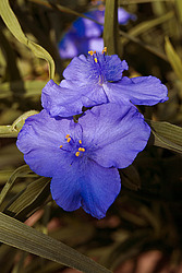 ������������ ���������� (Tradescantia virginiana)