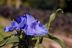 ������������ ���������� (Tradescantia virginiana)