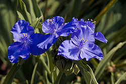 ������������ ���������� (Tradescantia virginiana)