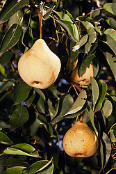 ����� ������������ (Pyrus communis)