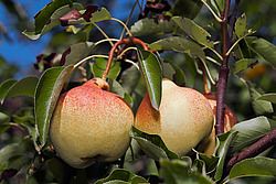 ����� ������������ (Pyrus communis)