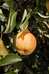 ����� ������������ (Pyrus communis)