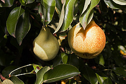 ����� ������������ (Pyrus communis)