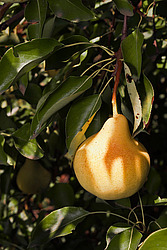 ����� ������������ (Pyrus communis)