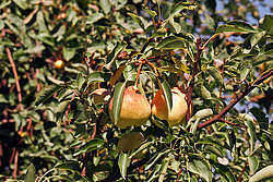 ����� ������������ (Pyrus communis)