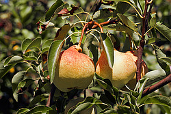 ����� ������������ (Pyrus communis)