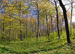 �������� ���, ���������� �������