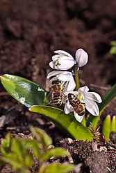 �������� ������� (Scilla mischtschenkoana) White Squill