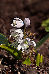 �������� ������� (Scilla mischtschenkoana) White Squill