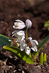 �������� ������� (Scilla mischtschenkoana) White Squill