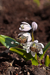�������� ������� (Scilla mischtschenkoana) White Squill