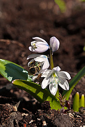 �������� ������� (Scilla mischtschenkoana) White Squill
