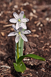�������� ������� (Scilla mischtschenkoana) White Squill