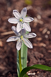 �������� ������� (Scilla mischtschenkoana) White Squill