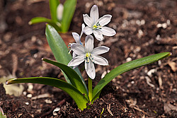 �������� ������� (Scilla mischtschenkoana) White Squill