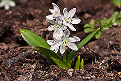�������� ������� (Scilla mischtschenkoana) White Squill