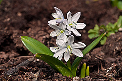�������� ������� (Scilla mischtschenkoana) White Squill