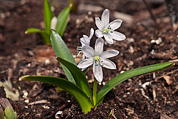 �������� ������� (Scilla mischtschenkoana) White Squill