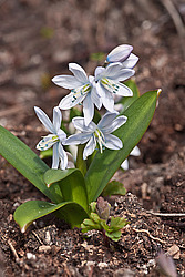 �������� ������� (Scilla mischtschenkoana) White Squill