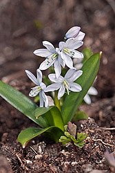 �������� ������� (Scilla mischtschenkoana) White Squill