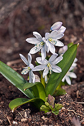�������� ������� (Scilla mischtschenkoana) White Squill