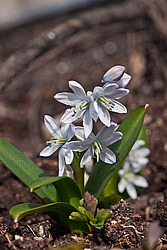 �������� ������� (Scilla mischtschenkoana) White Squill