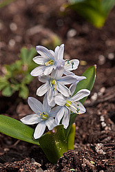 �������� ������� (Scilla mischtschenkoana) White Squill
