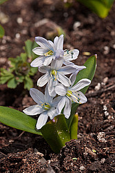 �������� ������� (Scilla mischtschenkoana) White Squill