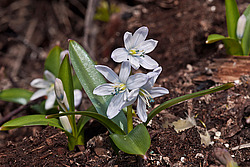 �������� ������� (Scilla mischtschenkoana) White Squill