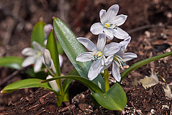 �������� ������� (Scilla mischtschenkoana) White Squill