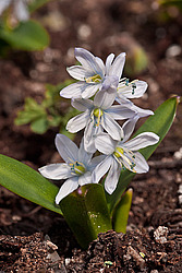�������� ������� (Scilla mischtschenkoana) White Squill