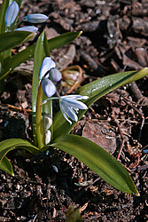�������� ������� (Scilla mischtschenkoana) White Squill