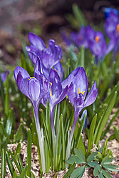 ������ / ������ (Crocus sp.) Crocus