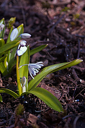 �������� ������� (Scilla mischtschenkoana) White Squill