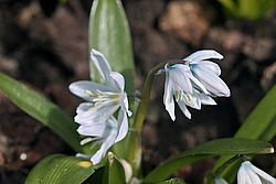 �������� ������� (Scilla mischtschenkoana) White Squill