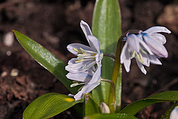 �������� ������� (Scilla mischtschenkoana) White Squill