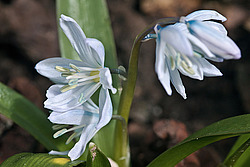 �������� ������� (Scilla mischtschenkoana) White Squill