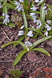 �������� ������� (Scilla mischtschenkoana) White Squill